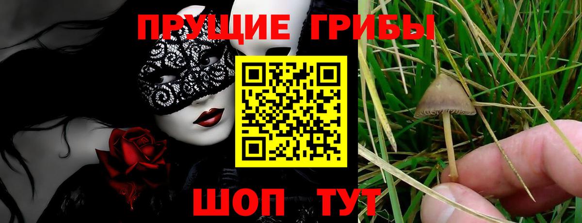 Новоалтайск  Галлюциногенные грибы Cubensis  Галлюциногенные грибы прущие грибы  Вход с VPN 